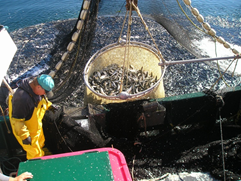 Fisherman overseeing sardine brailing operations, a market requirement, in Johnstone Straights, BC