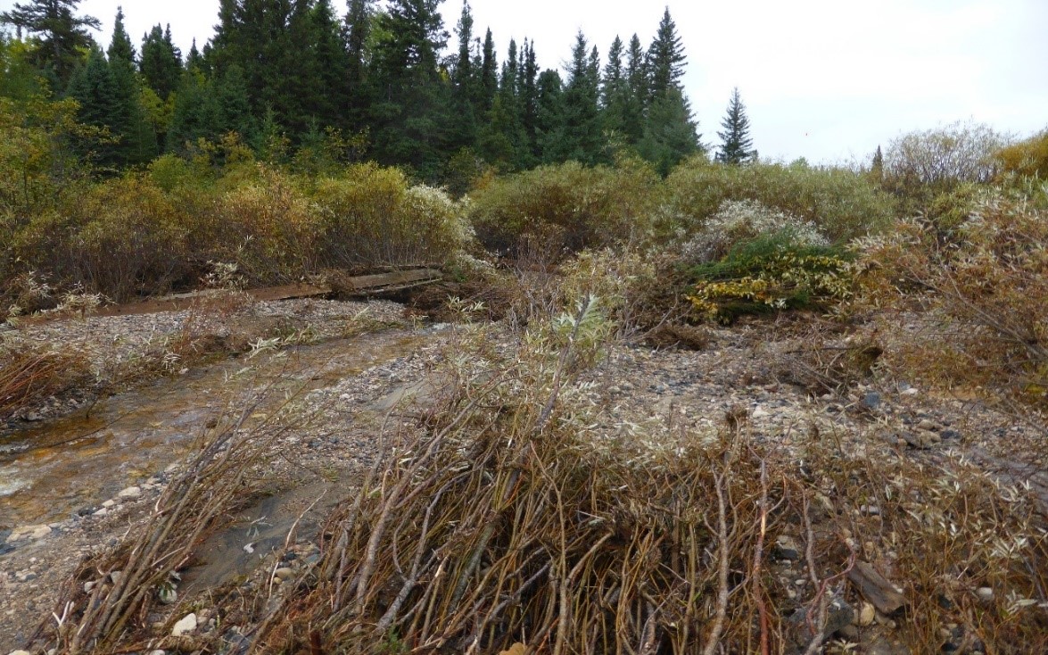 Photo des lieux en aval montrant du bois d’œuvre des ponceaux et des plantes aplaties du lit du cours d’eau (Source : BST)